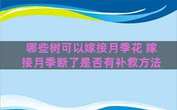 哪些树可以嫁接月季花 嫁接月季断了是否有补救方法